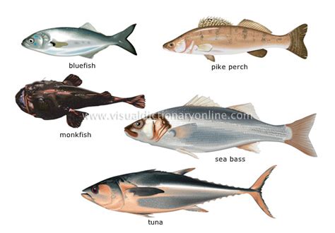 bony fish|+20 BONY FISHES .
